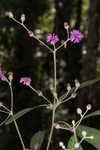 Giant ironweed